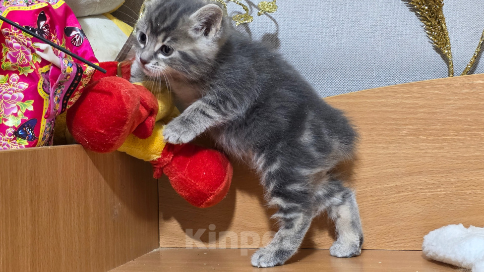 Кошки в других городах Ленинградской области: Курильский бобтейл редкий окрас Девочка, 25 000 руб. - фото 2