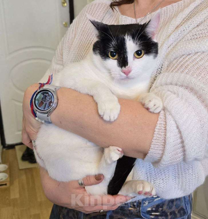 Кошки в Москве: кот Пуля ищет дом Мальчик, Бесплатно - фото 3