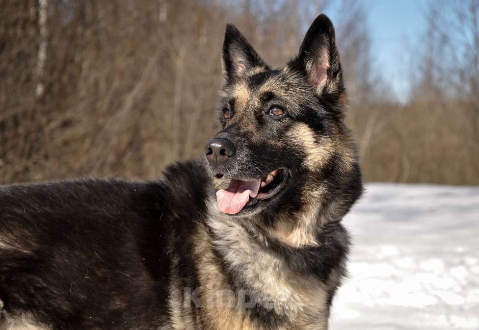 Собаки в Ногинске: Рокси попала в приют после смерти хозяина Девочка, Бесплатно - фото 4