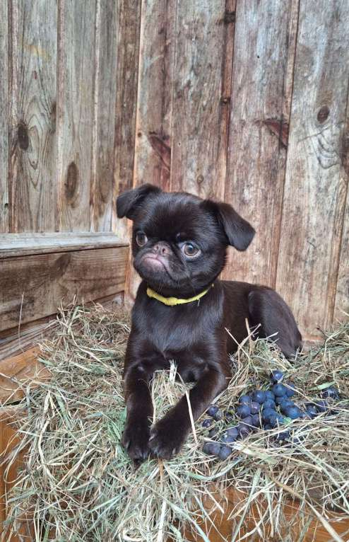 Собаки в Москве: Щенок пти брабансон Девочка, 130 000 руб. - фото 5