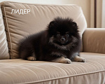 Собаки в Москве: Шпиц мальчик Мальчик, 40 000 руб. - фото 2