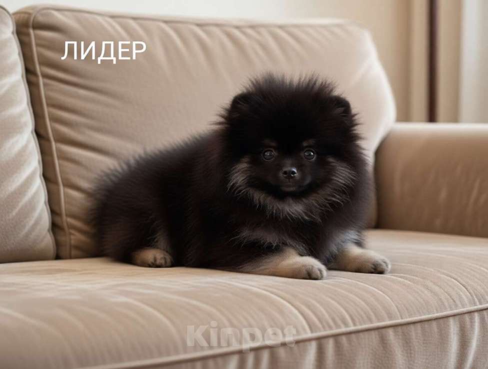 Собаки в Москве: Шпиц мальчик Мальчик, 40 000 руб. - фото 2