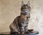Кошки в Омске: Котята мейн-кун  Девочка, 25 000 руб. - фото 1
