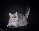 Кошки в Уфе: Клубный кот на вязку, 1 руб. - фото 1