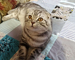 Кошки в Барыше: Вязка шотландский кот, 1 000 руб. - фото 2