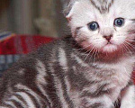 Кошки в Лянторе: Продаю, 25 000 руб. - фото 3
