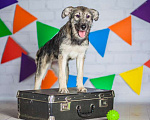 Собаки в Москве: Метис миттельшнауцера — щенок Дагмара в дар Девочка, Бесплатно - фото 4