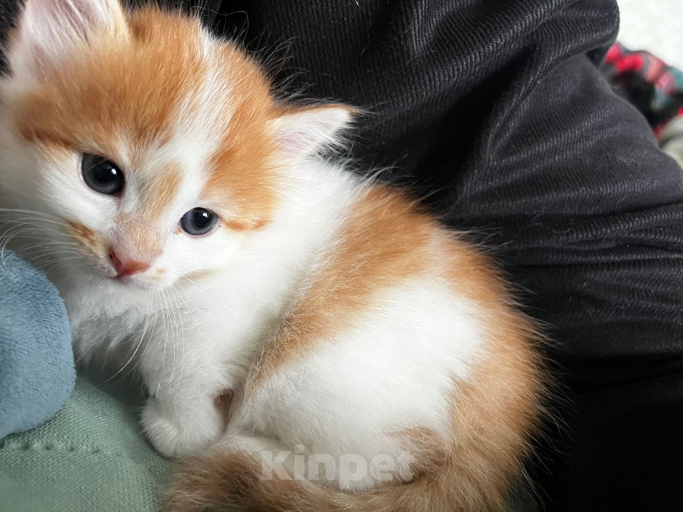 Кошки в Москве: Сибирский котенок, девочка Девочка, 35 000 руб. - фото 2
