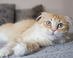 Кошки в Москве: Кошка Орнела ищет дом Девочка, Бесплатно - фото 5