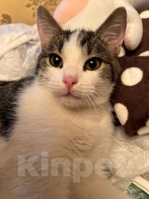 Кошки в Москве: Кот ученый Тоша в добрые руки Мальчик, 1 руб. - фото 6