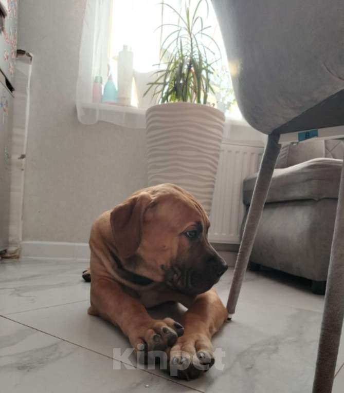 Собаки в Москве: Щенок Южноафриканского Бурбуля Мальчик, 35 000 руб. - фото 2