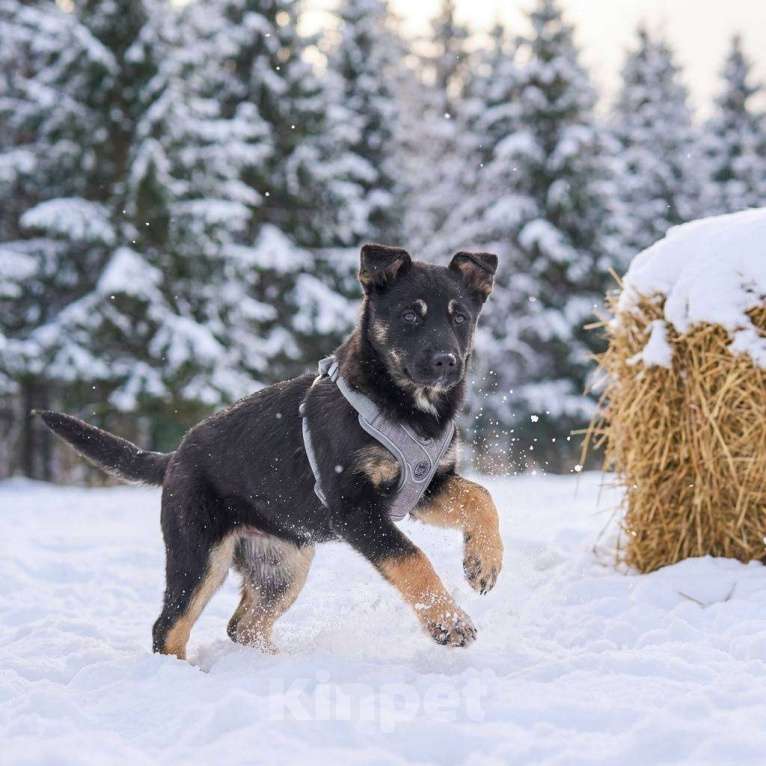 Собаки в других городах Московской области: Берта в добрые руки Девочка, Бесплатно - фото 2