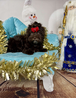 Девочка шоко йорка Нутелла