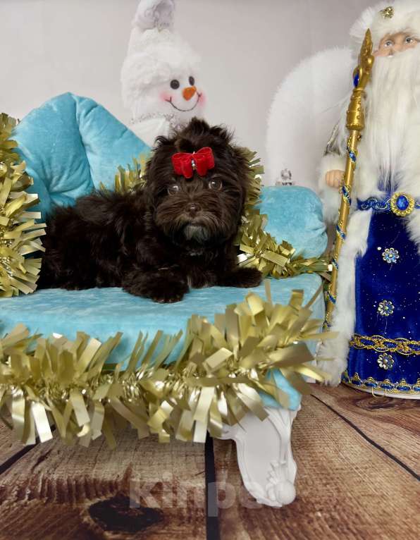 Собаки в Сосновом Бору: Девочка шоко йорка Нутелла Девочка, 70 000 руб. - фото 1