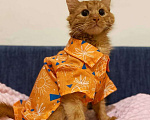 Кошки в Люберцах: Музыкальный котик Эксл Мальчик, Бесплатно - фото 3