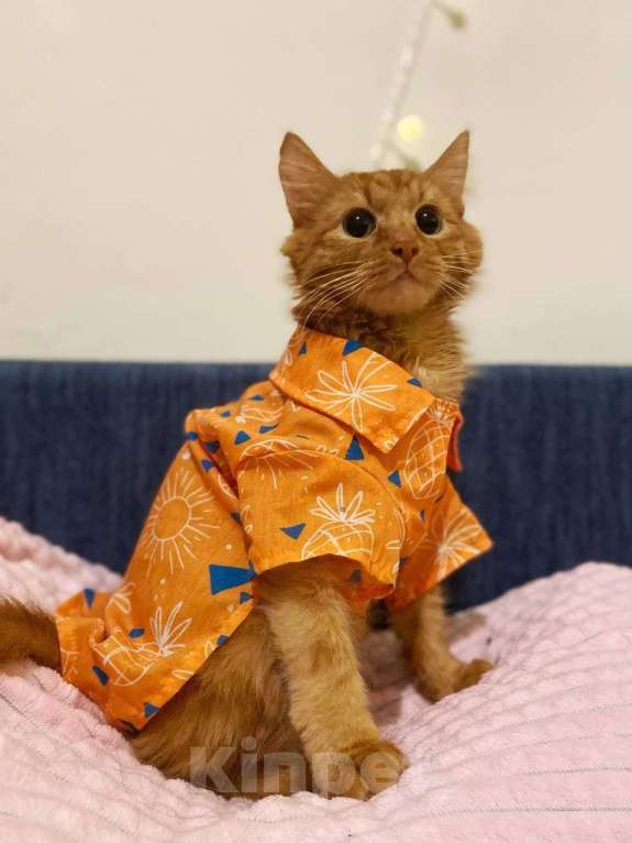 Кошки в Люберцах: Музыкальный котик Эксл Мальчик, Бесплатно - фото 3