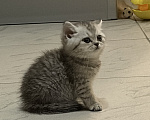 Кошки в Санкт-Петербурге: Шотландский прямоухий короткошерстый котенок Девочка, 10 000 руб. - фото 2