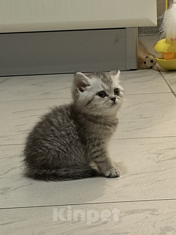 Кошки в Санкт-Петербурге: Шотландский прямоухий короткошерстый котенок Девочка, 10 000 руб. - фото 2
