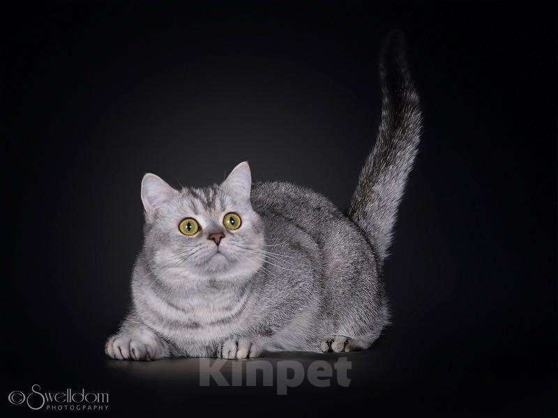 Кошки в Уфе: Клубный кот на вязку, 1 руб. - фото 1