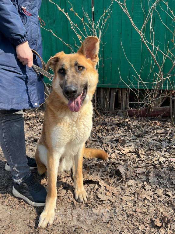 Собаки в Москве: Честер, удивительно красивый пес Мальчик, Бесплатно - фото 2