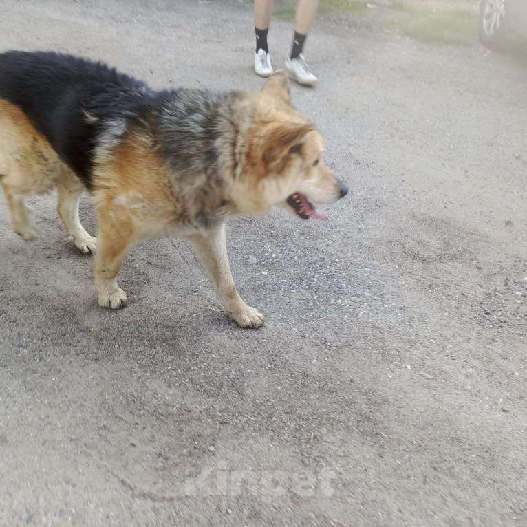 Собаки в Смоленске: Потерялась Собака Мальчик, Бесплатно - фото 8