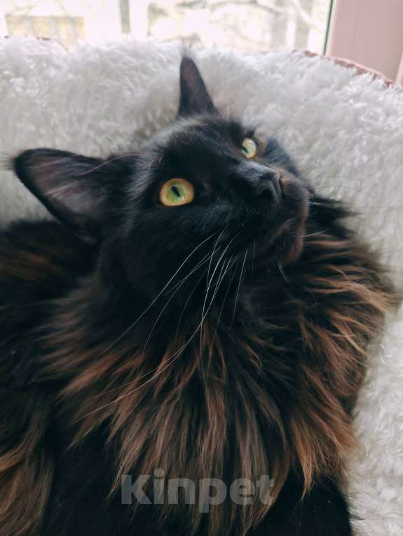 Кошки в Барнауле: Продам кота породы Мейн кун.  Мальчик, 70 000 руб. - фото 1