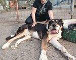 Собаки в Москве: Большой, но добрый великан. Мальчик, 10 руб. - фото 6