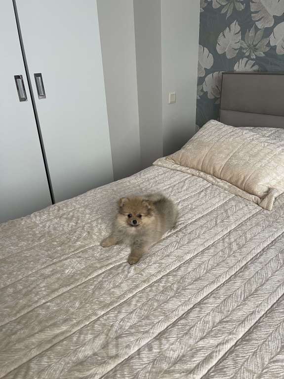 Собаки в Балашихе: Немецкий шпиц  Девочка, 25 000 руб. - фото 3