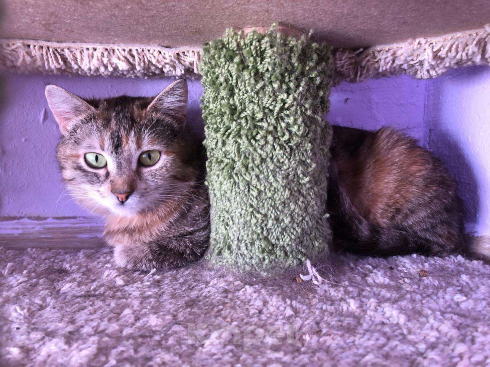 Кошки в Дмитрове: Подростковая кошечка Веста. Девочка, Бесплатно - фото 5