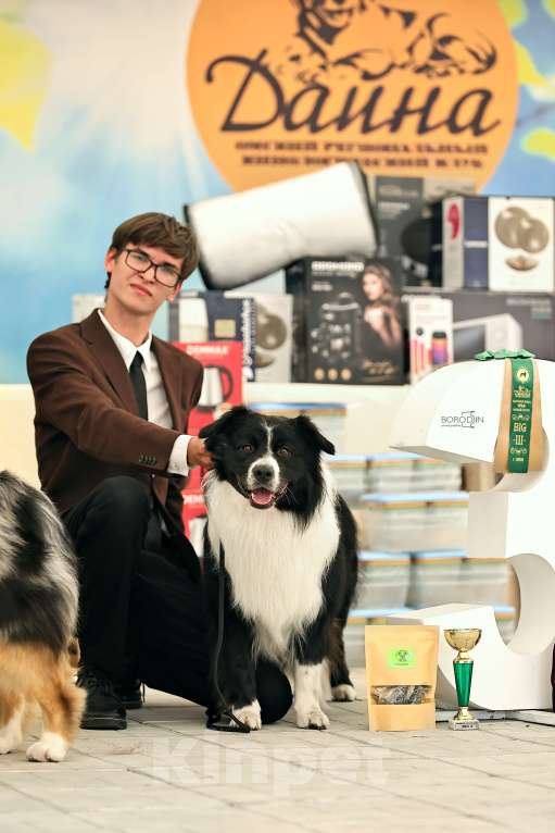 Собаки в Новосибирске: Предлагаеться к вязке. кобель БОРДЕР КОЛЛИ. Мальчик, Бесплатно - фото 3