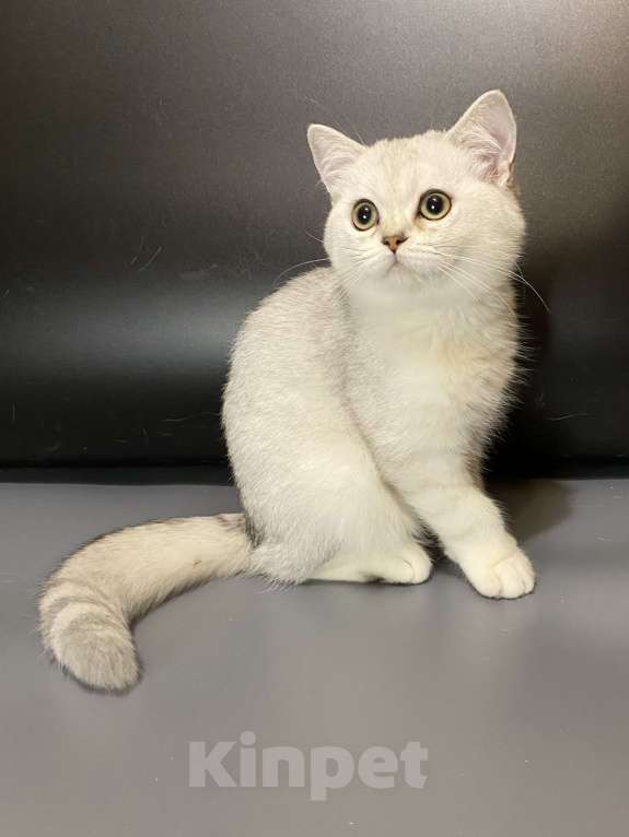 Кошки в Москве: Девочки Девочка, 25 000 руб. - фото 2