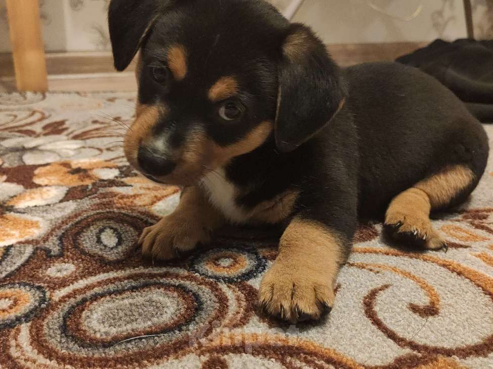 Собаки в Подольске: Собачку в добрые руки  Девочка, 1 руб. - фото 5