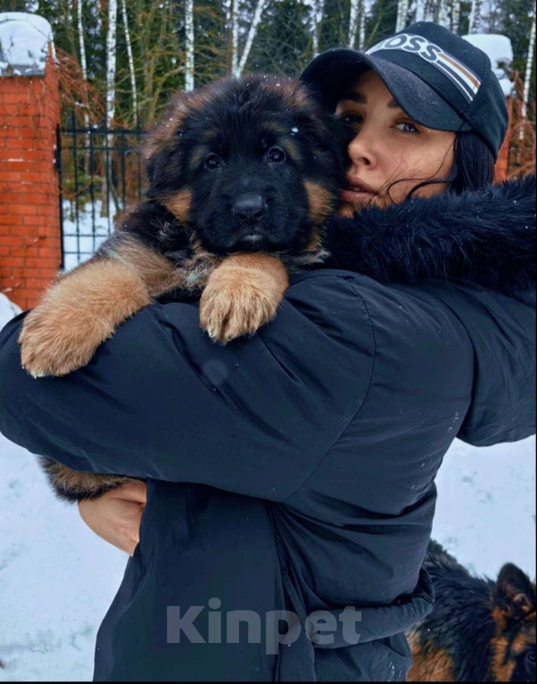 Собаки в Москве: Элитные щенки немецкой овчарки длиношерстные Девочка, 50 000 руб. - фото 1