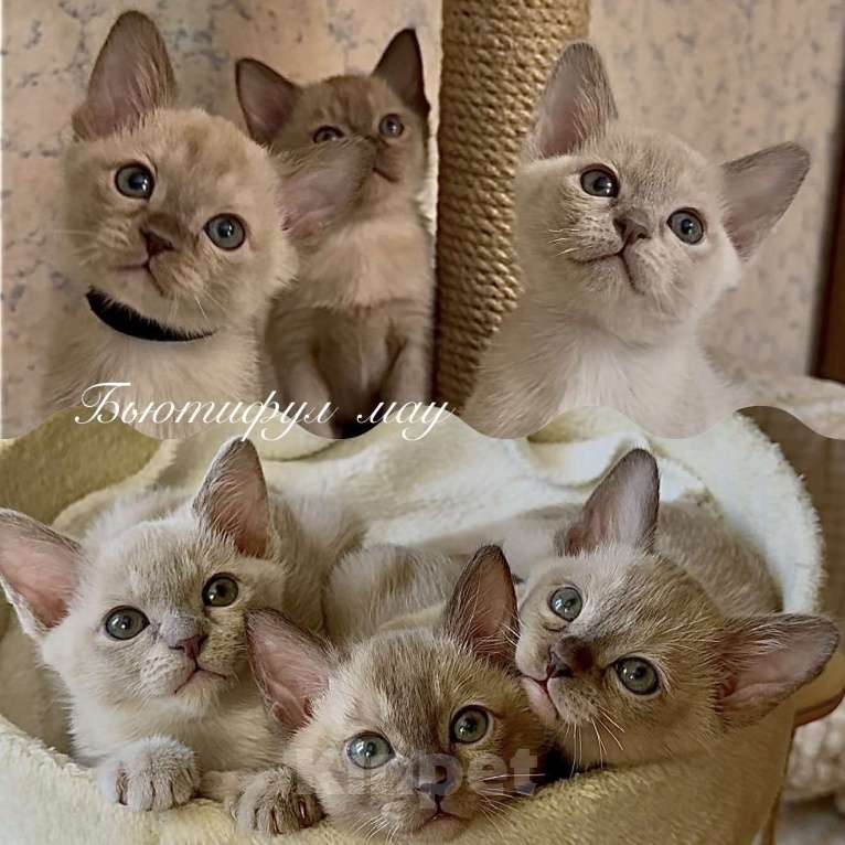 Кошки в Москве: Бурманские котята Мальчик, 70 000 руб. - фото 1