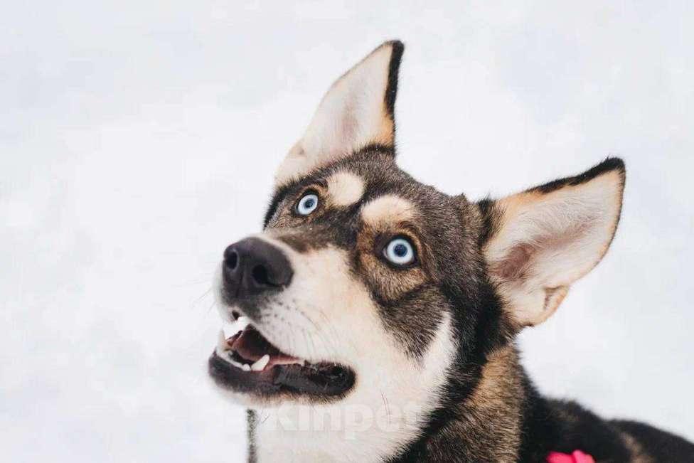 Собаки в Москве: Никель ищет дом Мальчик, Бесплатно - фото 3