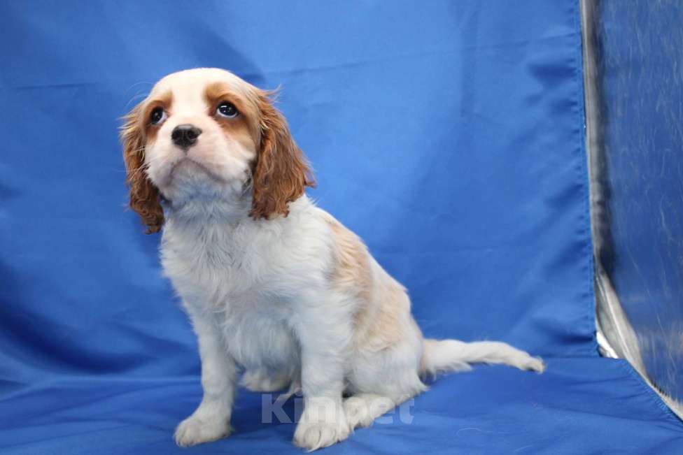 Собаки в Москве: Щенок кавалер кинг чарльз спаниель Мальчик, 40 000 руб. - фото 5