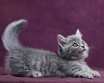 Кошки в Барнауле: Котик Юрий💟 Мальчик, Бесплатно - фото 6