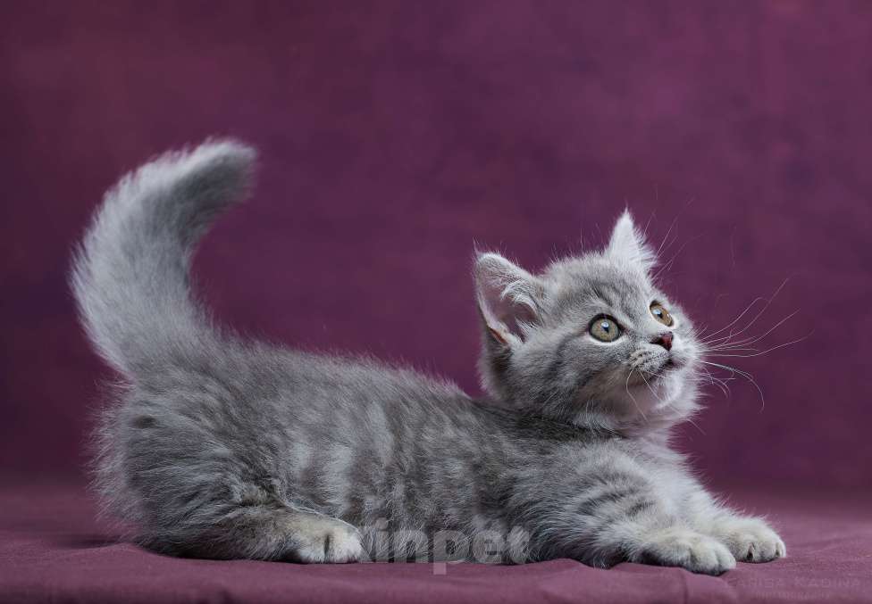 Кошки в Барнауле: Котик Юрий💟 Мальчик, Бесплатно - фото 6