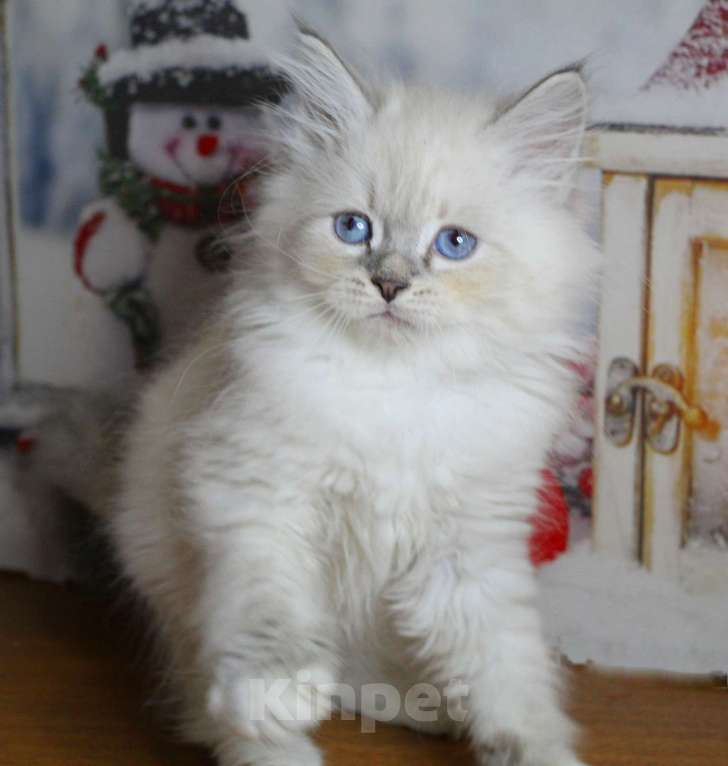 Кошки в Кирове: Шикарный котик Мальчик, 35 000 руб. - фото 2