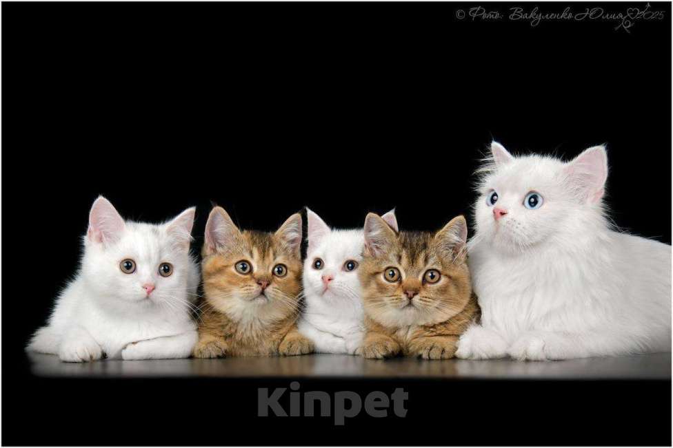 Кошки в Геленджике: Британские котята Мальчик, 55 000 руб. - фото 1