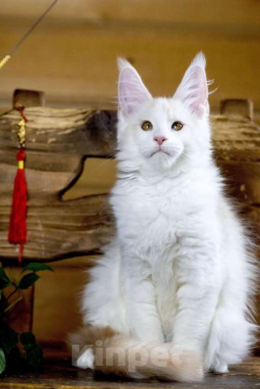 Кошки в других городах Ленинградской области: Мейн кун котик Мальчик, 50 000 руб. - фото 2