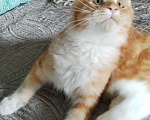 Кошки в Петрозаводске: Котята мейн-кун  Мальчик, Бесплатно - фото 2