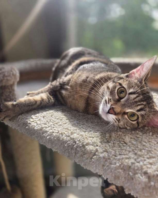 Кошки в Москве: Ласковая кошечка в поисках любящей семьи! Девочка, Бесплатно - фото 3