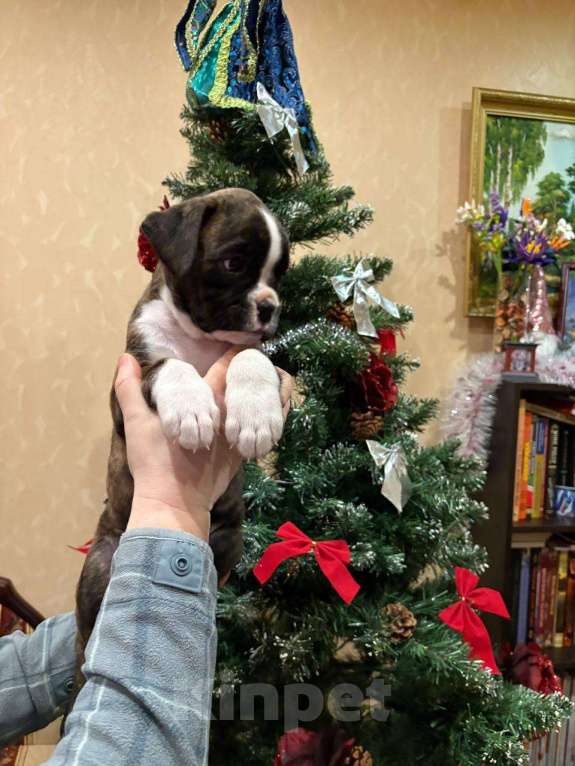 Собаки в Москве: Боксер щенок девочка  Девочка, 65 000 руб. - фото 1