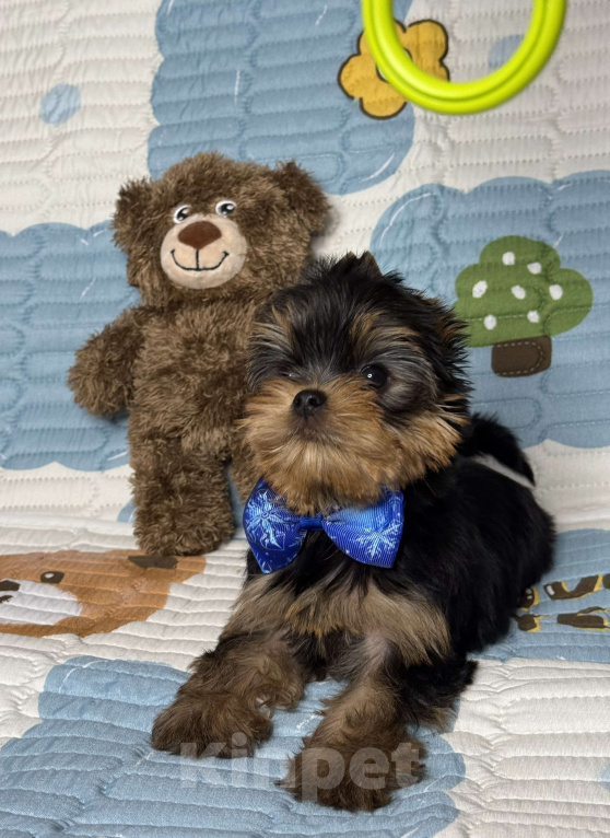 Собаки в Москве: Йоркширский терьер мальчик Мальчик, 60 000 руб. - фото 4