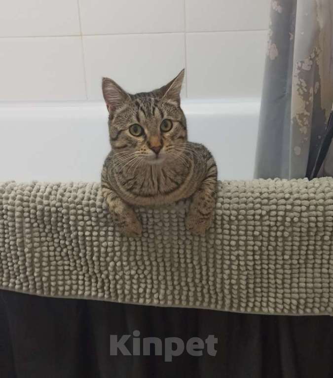 Кошки в Москве: Отдадим в добрые руки Мальчик, Бесплатно - фото 8