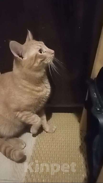 Кошки в Москве: Самый Рыжий Рыжий Кот!  Мальчик, 100 руб. - фото 5