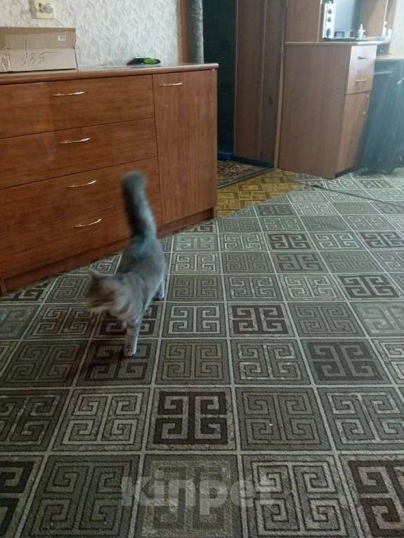 Кошки в Бийске: Максимка Мальчик, 1 000 руб. - фото 1