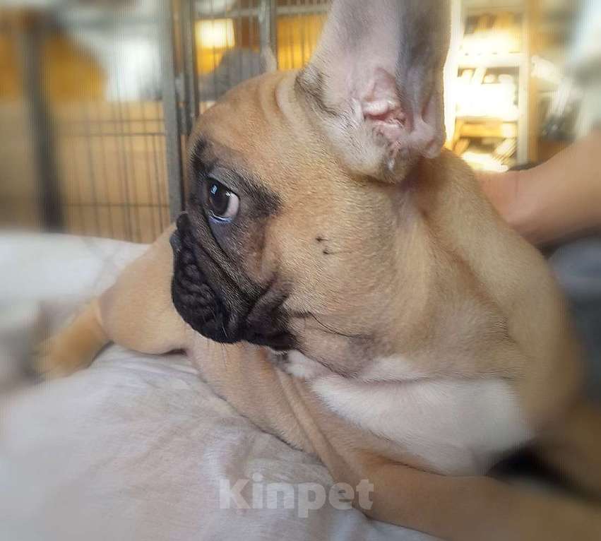 Собаки в Находке: Французкий бульдог! Шикарная булочка в отличном качестве! С документами Ркф!  Девочка, 100 000 руб. - фото 2