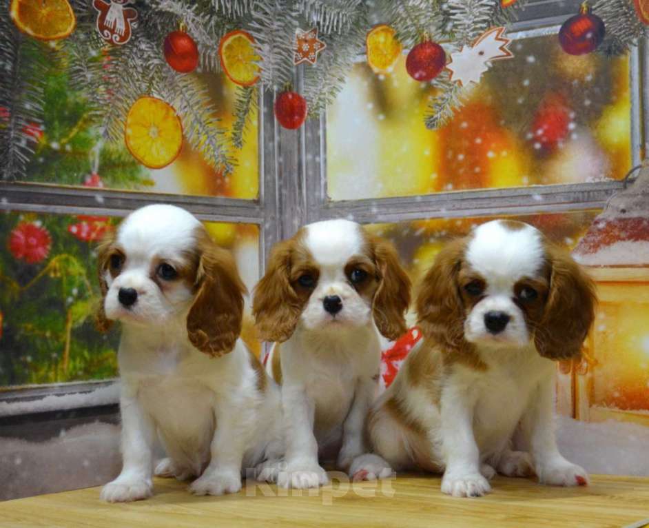 Собаки в Ногинске: Девочки кавалерочки  Девочка, 85 000 руб. - фото 1